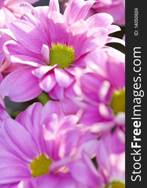 Close up of pink daisy flowers