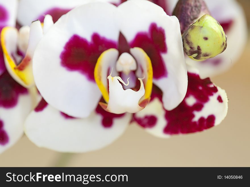 Orchid - Phalaenopsis-Hybrid. pink speckled. Isolated on gray background