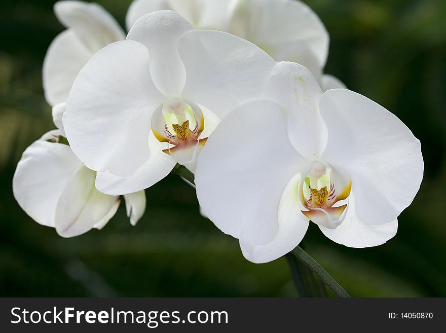 Close up of orchid flowers branch. Close up of orchid flowers branch