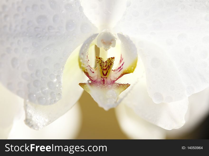 Close up of single orchid flowers with drops on petals