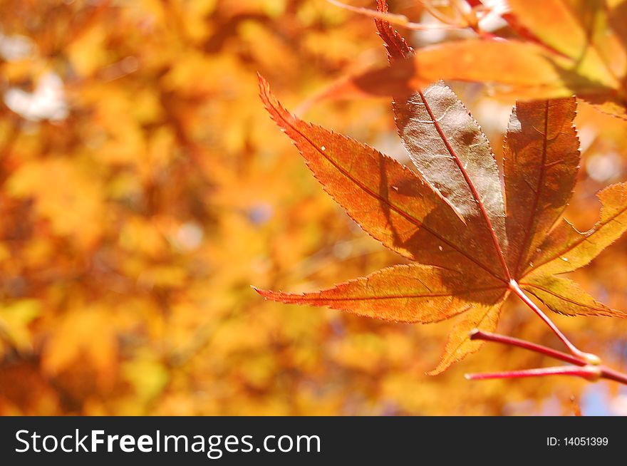 Maple leaf
autumn
orange
vintage
brown