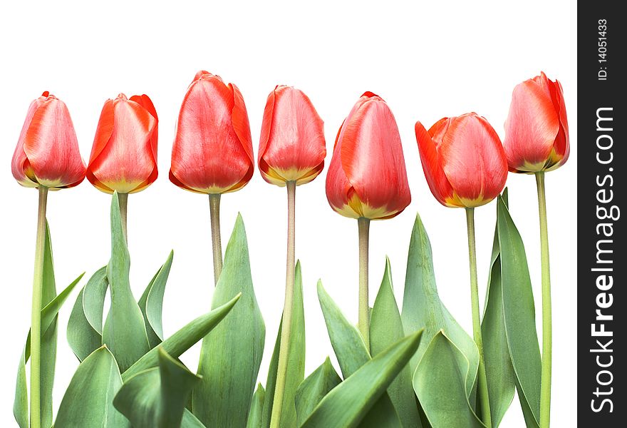 Bouquet of red tulips isolated on white