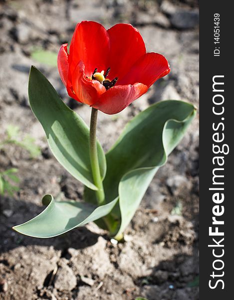 Small tulip sprouted in empty field