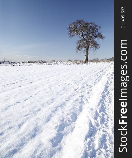 Tree with snow covered field in winter season. Tree with snow covered field in winter season.