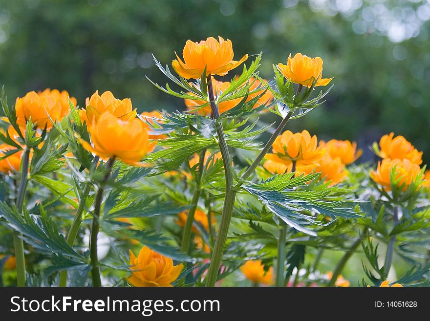 Orange flowers on a green background