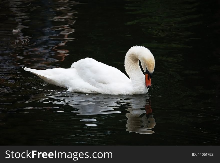 White swan on the dark water