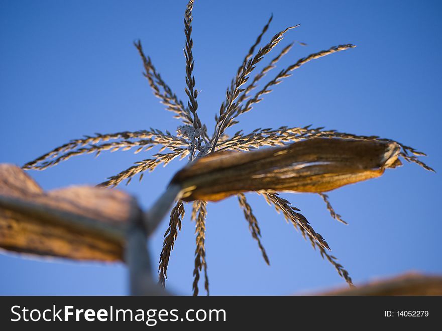 A wheat plant against a pure blue sky