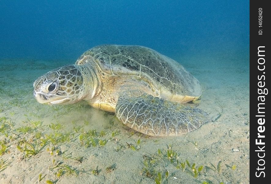 A giant green sea turtle feeding on seagrass