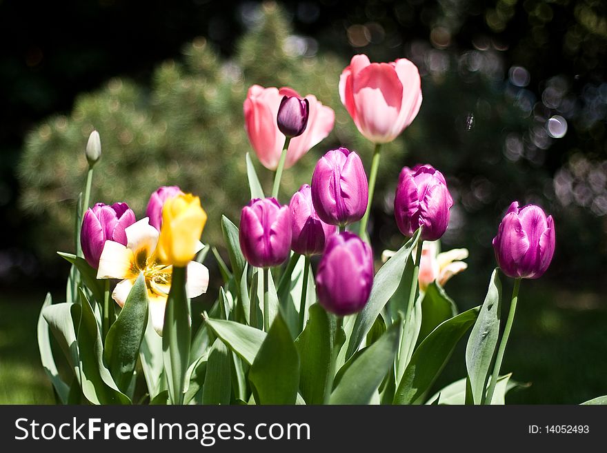 Composition of tulips on a dark background. Composition of tulips on a dark background