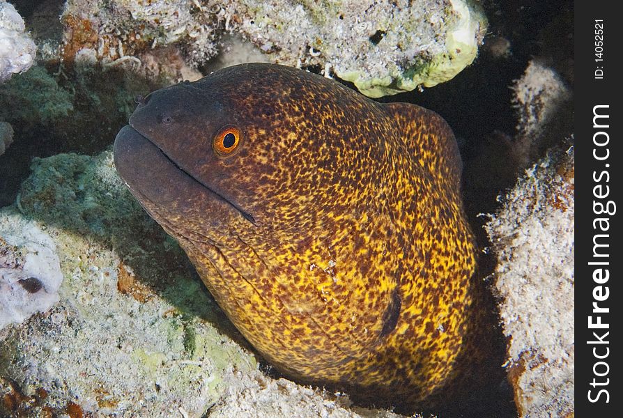 A yellow-edged moray eel on a tropical coral reef