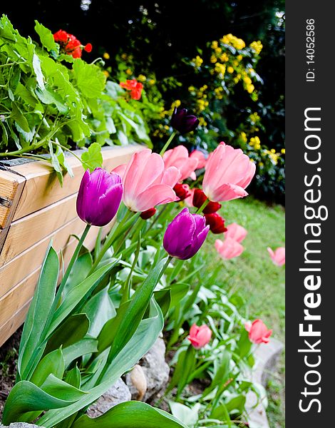 Vase of tulips in a bright garden. Vase of tulips in a bright garden