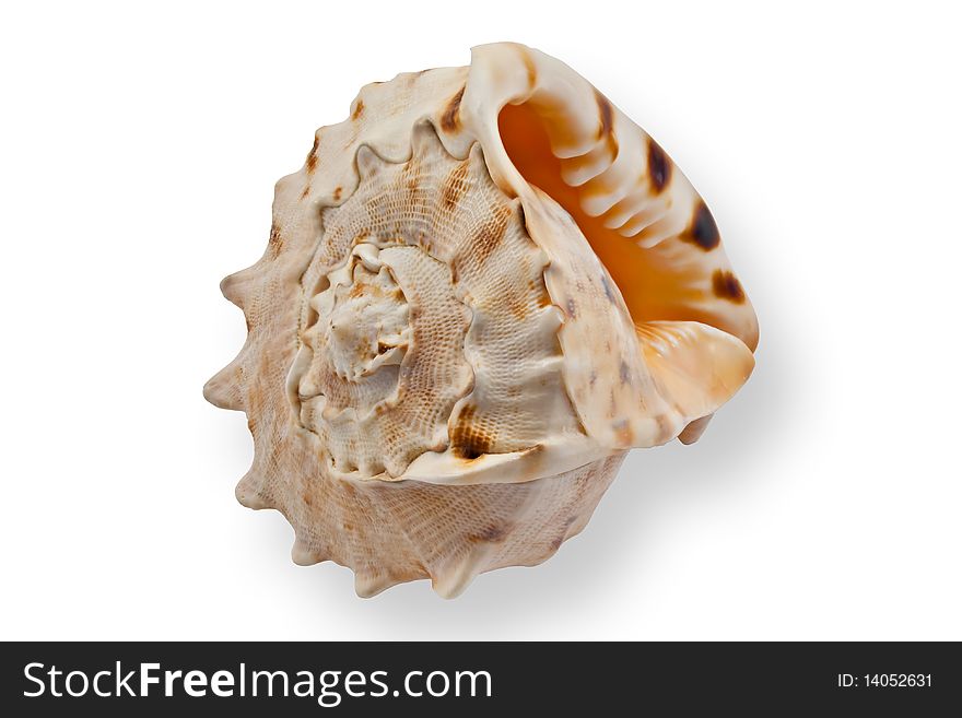 Sea shell on white background. Sea shell on white background