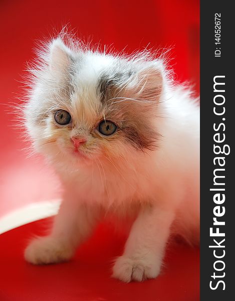 Close up of persian kitten with red background