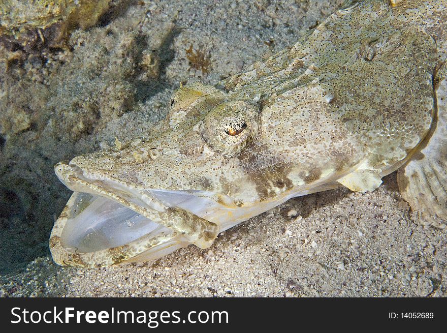 Crocodile Fish With Open Mouth