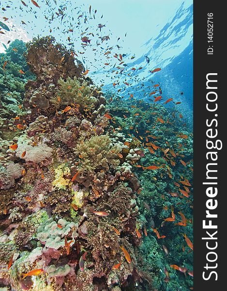 A stunning tropical coral reef scene with fish life. A stunning tropical coral reef scene with fish life