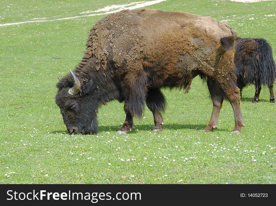 Bison grazing on a meadow