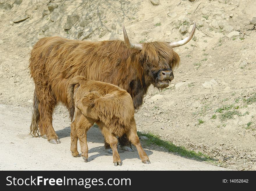 Domestic yak (Bos grunniens) with puppy