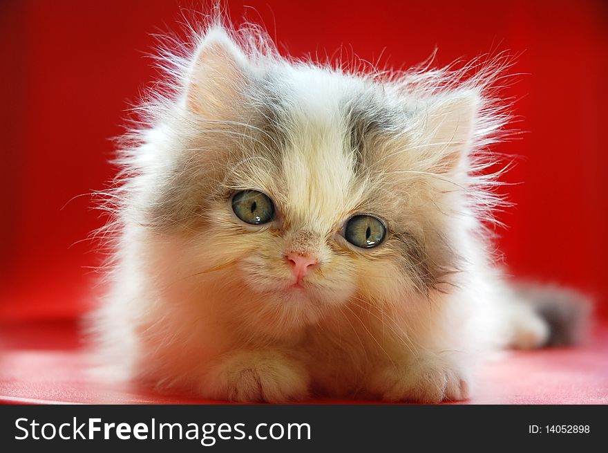 Close up of cute persian kitten with red background