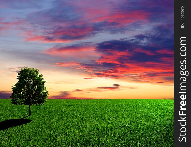 Tree on a meadow and sunset