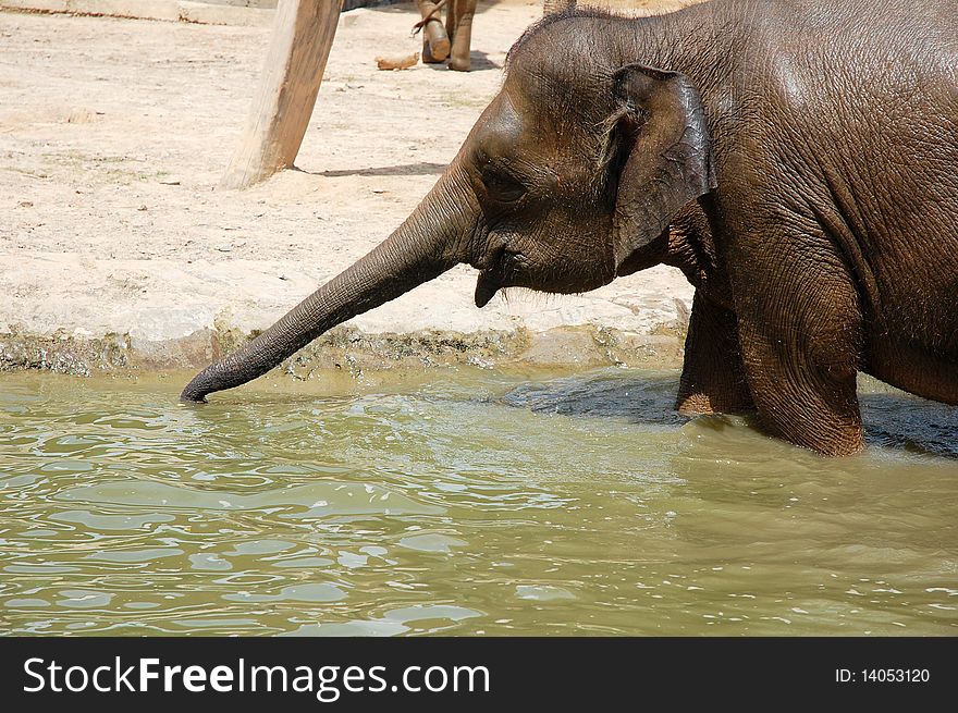 An elephant find a food at the pond