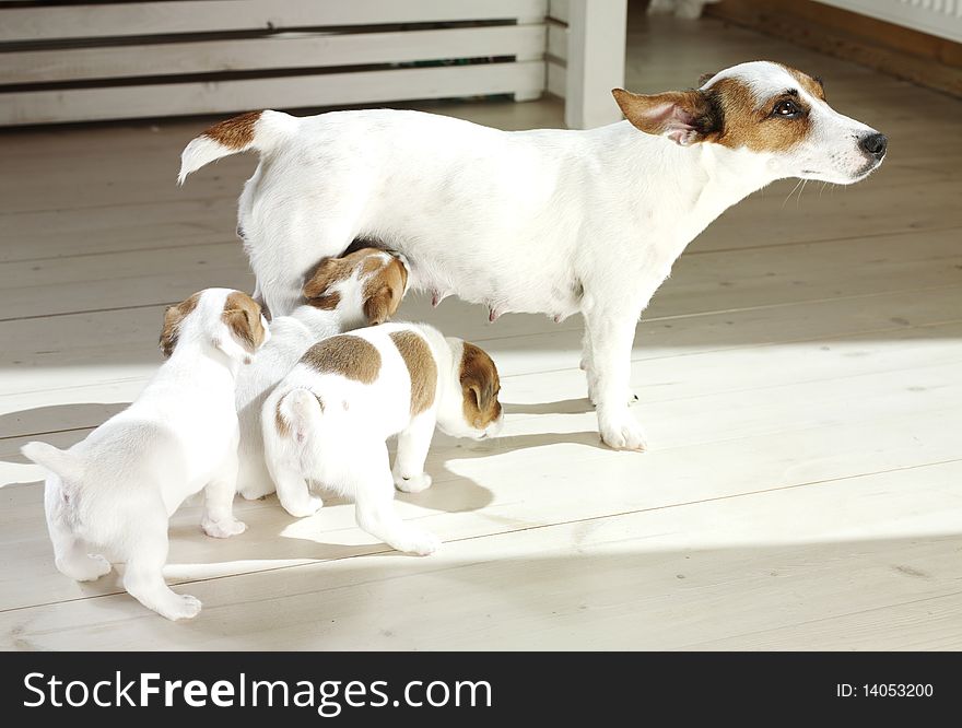 Jack russel terrier with puppys