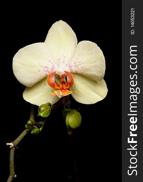 Yellow orchid in a studio with black background