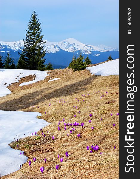 Crocuses blossoming in a mountain valley and snow-covered mountains on a background. Crocuses blossoming in a mountain valley and snow-covered mountains on a background