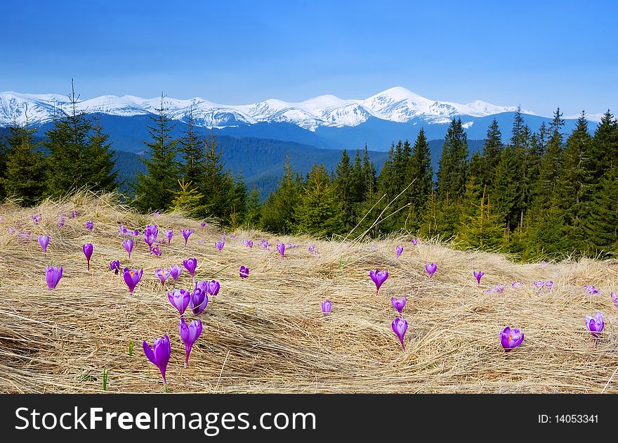 Crocuses blossoming in a mountain valley and snow-covered mountains on a background. Crocuses blossoming in a mountain valley and snow-covered mountains on a background
