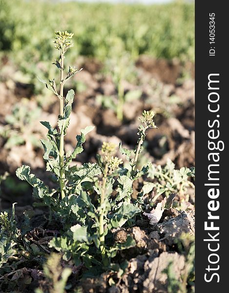 Potato plant on farming field. Potato plant on farming field