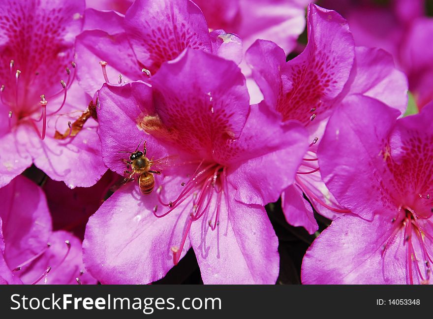 Shot of bee pollinating a bright flower. Shot of bee pollinating a bright flower