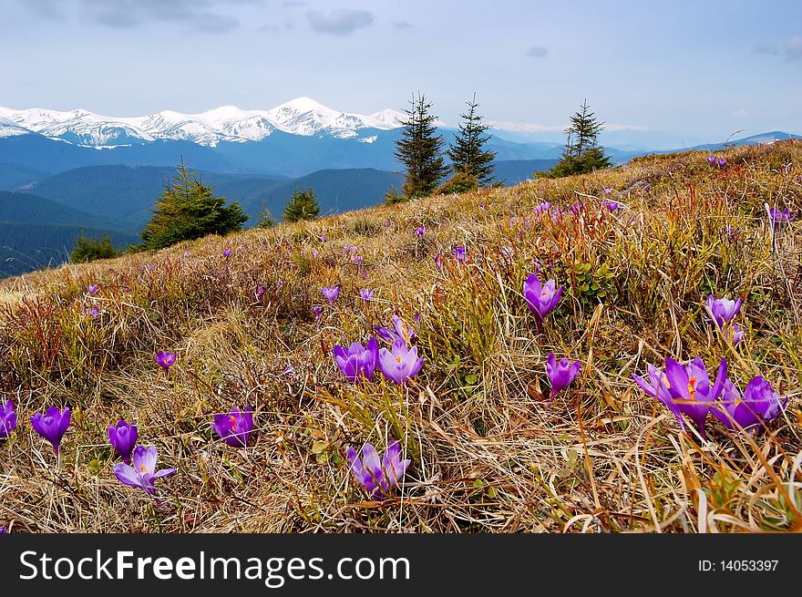 Crocuses Blossoming In Mountains