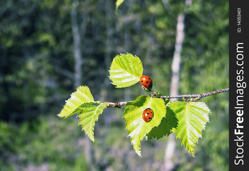 Ladybug sitting on a green leaf.