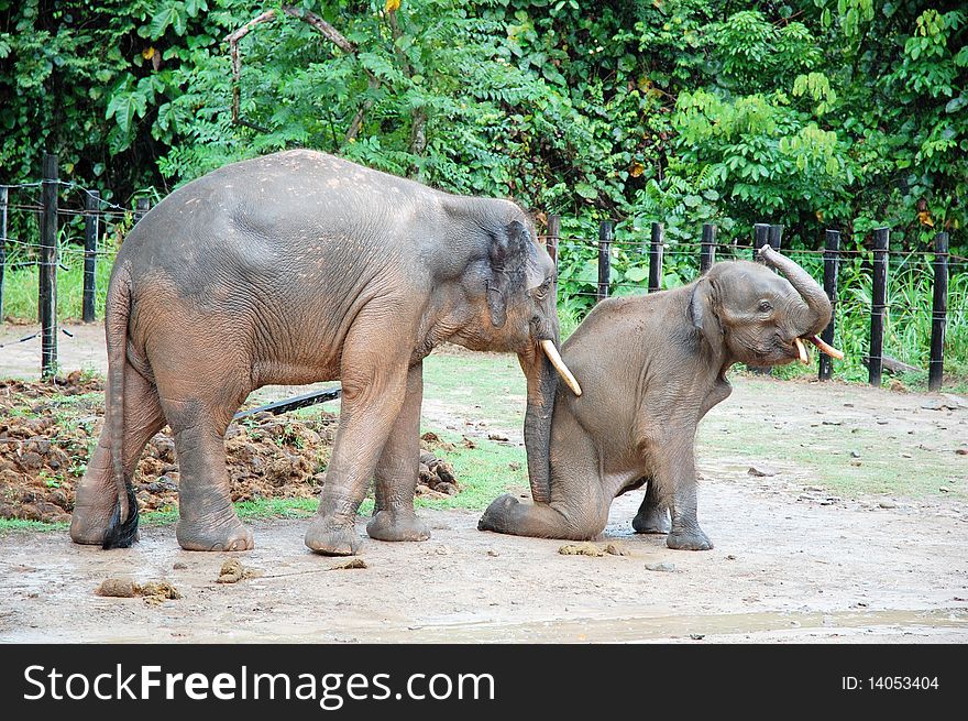 Mother elephant teach the baby elephant walk