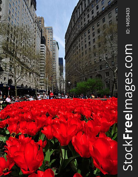 Red tulips at Bowling Green park in New Yorks financial district, near the south end of broadway. Red tulips at Bowling Green park in New Yorks financial district, near the south end of broadway.