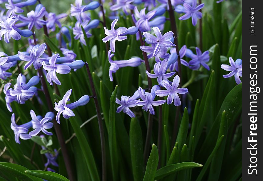 Purple Flowers