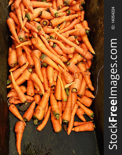 Pile of carrot vegetables on harvest agriculture. Pile of carrot vegetables on harvest agriculture
