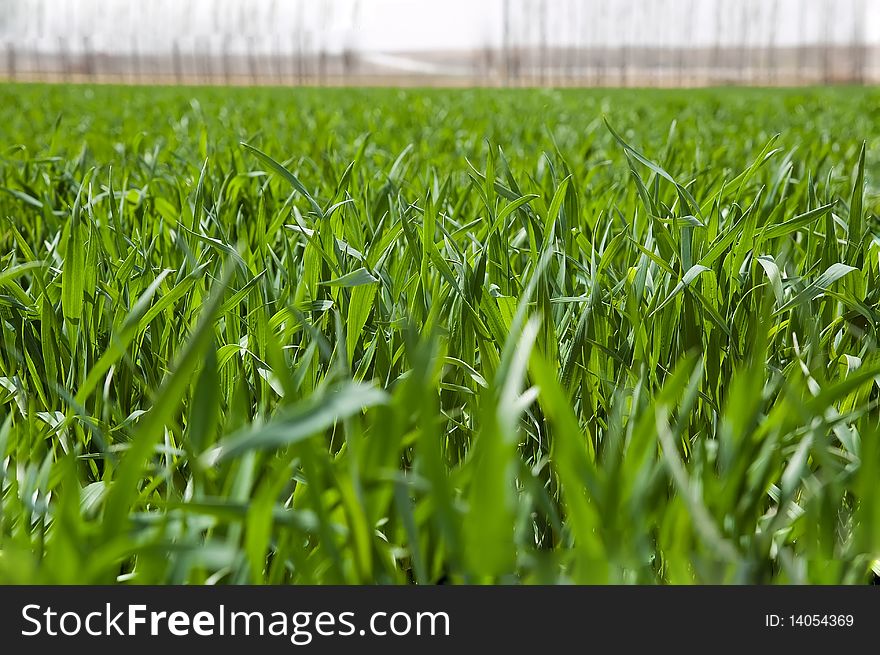 Field of ripening winter wheat corn. Field of ripening winter wheat corn