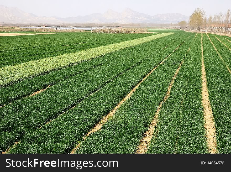 Field of ripening winter wheat corn. Field of ripening winter wheat corn