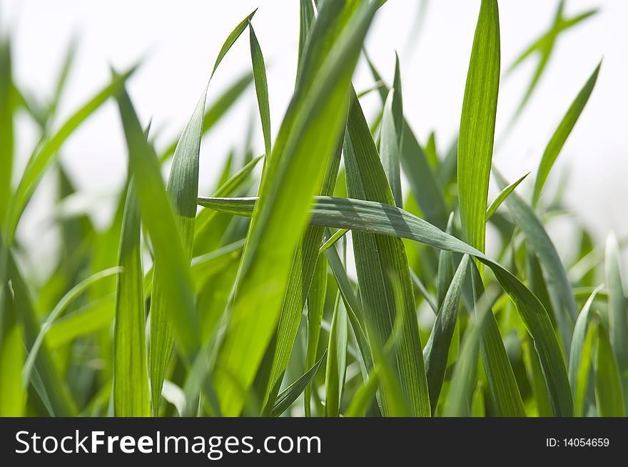 Field of ripening winter wheat corn. Field of ripening winter wheat corn