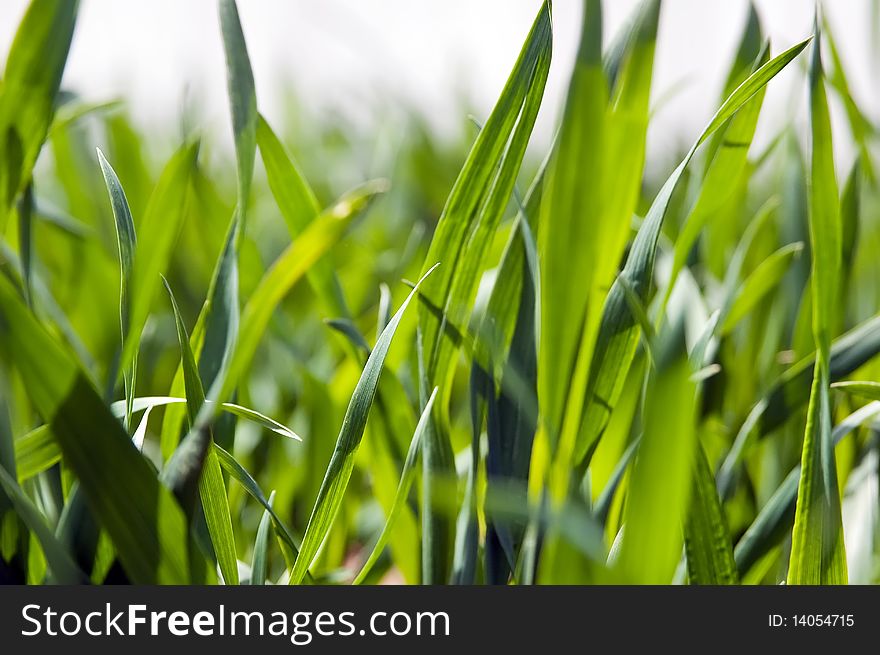 Field of ripening winter wheat corn. Field of ripening winter wheat corn