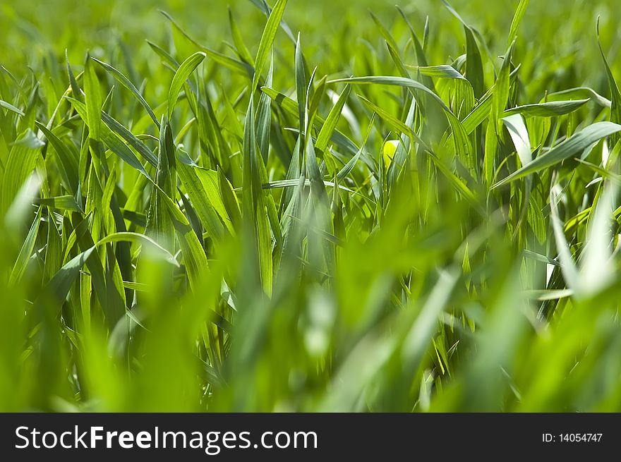 Field of ripening winter wheat corn. Field of ripening winter wheat corn