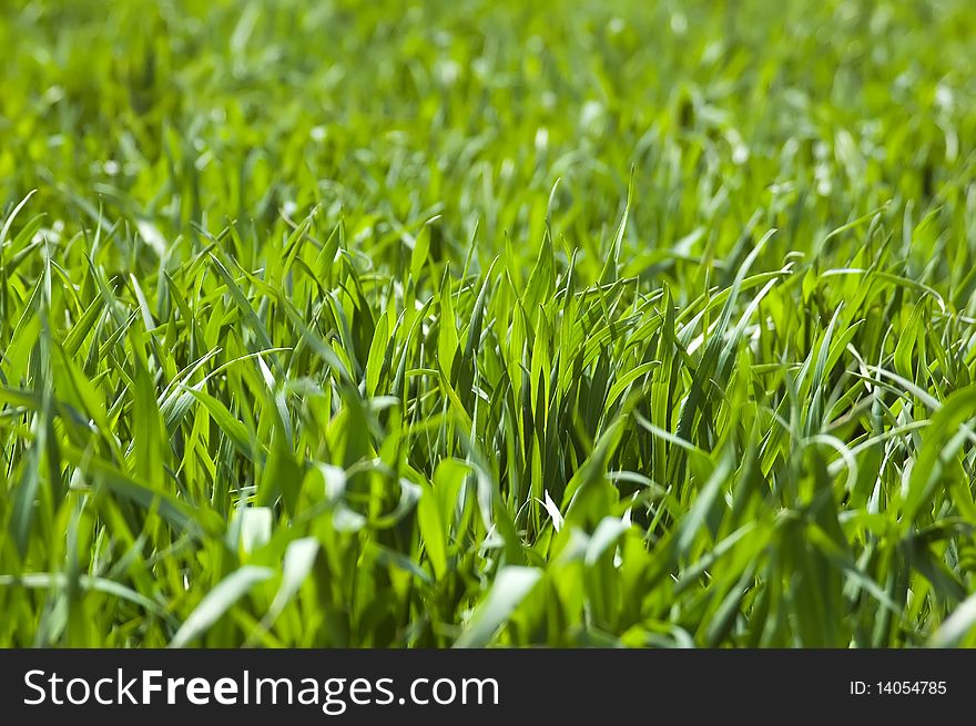 Field of ripening winter wheat corn. Field of ripening winter wheat corn