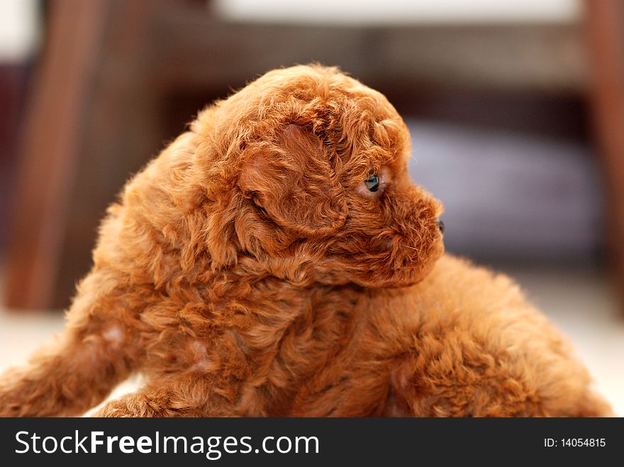 Small Red Toy Poodle born