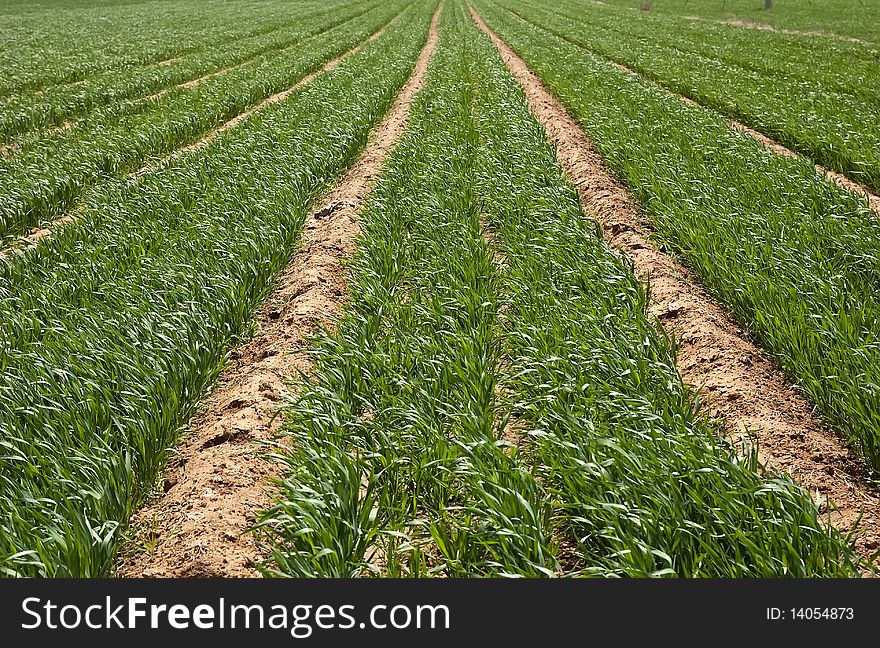 Field of ripening winter wheat corn. Field of ripening winter wheat corn
