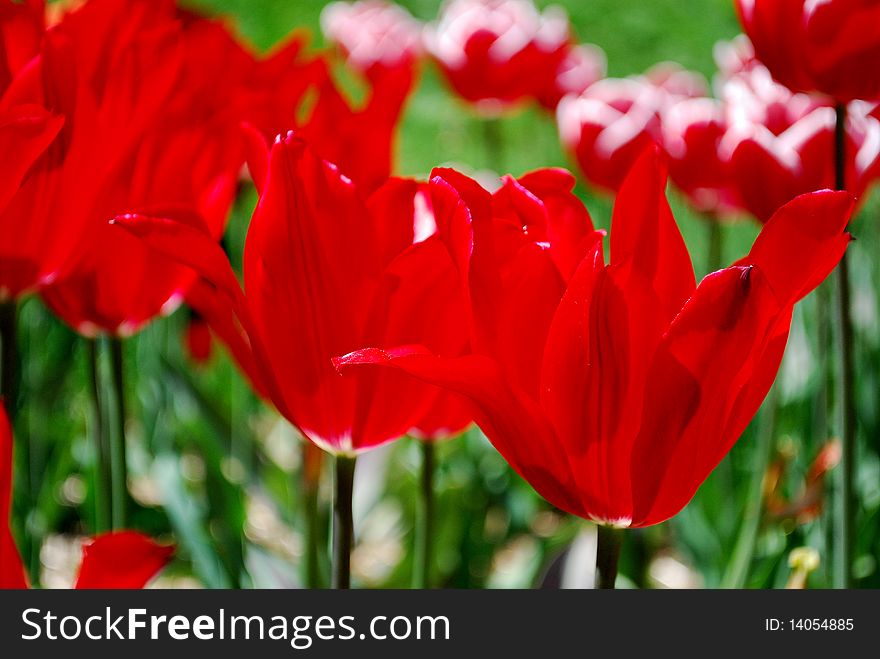 Red tulips
Photo taken on April, 24 2010