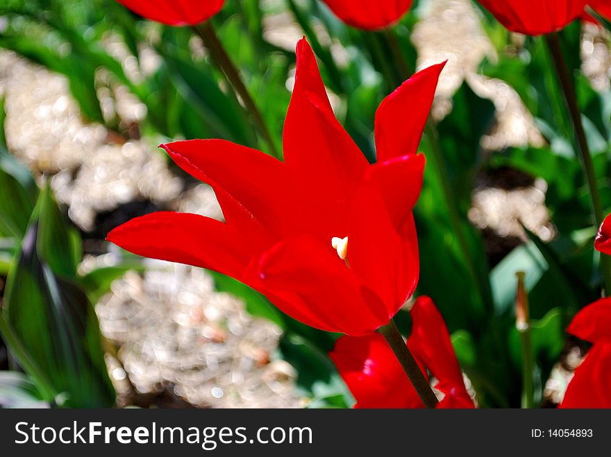 Red tulip photo taken on April 22, 2010