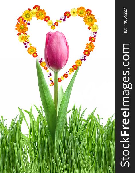 Purple tulip and green grass with heart from flowers isolated on white