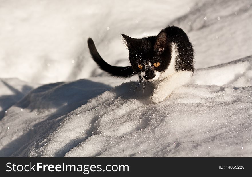 On first days of spring, cat go for a walk. On first days of spring, cat go for a walk