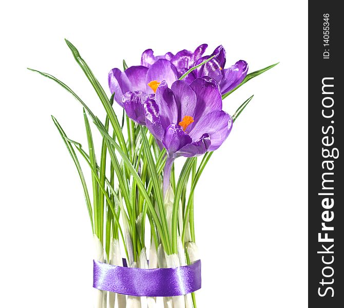 Crocus bouquet isolated on white