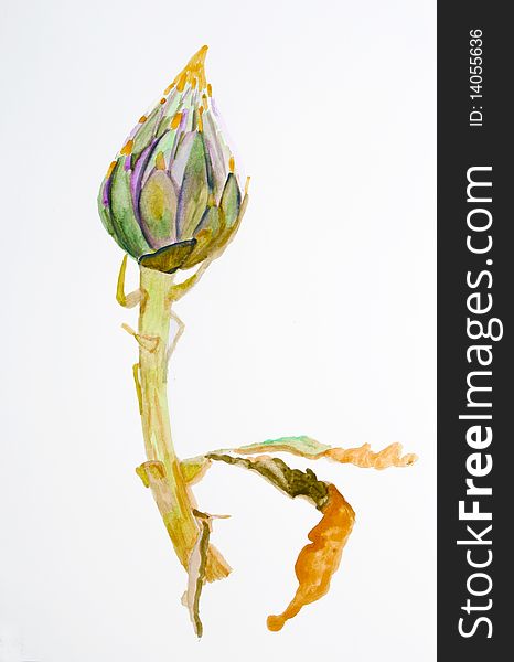 An artichoke made with watercolors